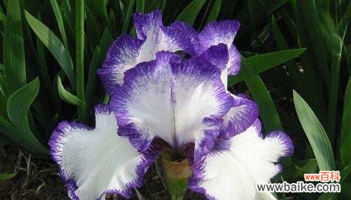 从花语解读到栽培护理 巴西鸢尾兰