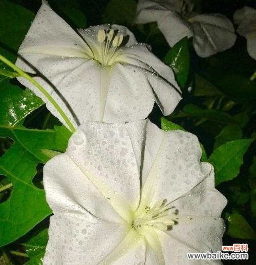 一朵盛开在夜空中的神秘之花 月光花