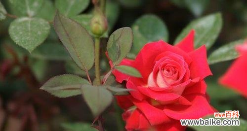 探寻月季花语的神秘魅力 月季花语之美丽与爱情