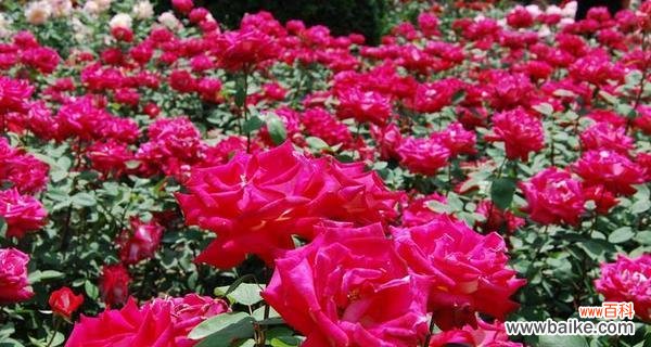 一朵盛开的花朵 月季的寓意与象征