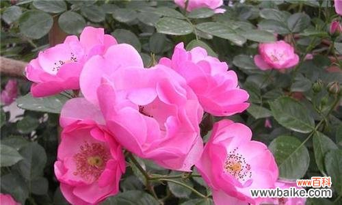 解读月季花的象征和内涵 探寻月季花的花语和寓意