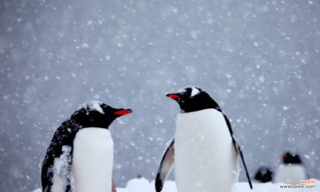 北极熊象征着什么?北极熊的花语有哪些?