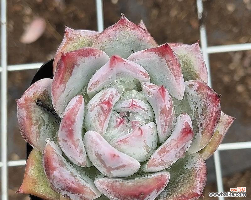 北极熊象征着什么?北极熊的花语有哪些?