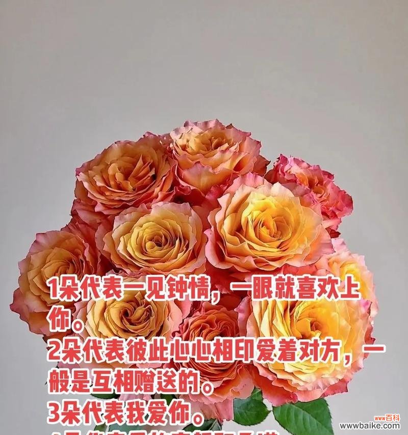 19朵带血玫瑰花的特殊含义是什么?