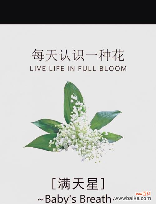 满天星的花语功效和特点是什么？