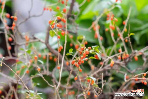 枸杞怎么泡水喝正确，怎么吃补肾效果最好