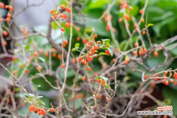 枸杞怎么泡水喝正确，怎么吃补肾效果最好