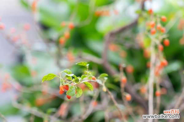 枸杞怎么泡水喝正确，怎么吃补肾效果最好