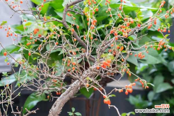 枸杞怎么晒干,枸杞怎么保存不会受潮