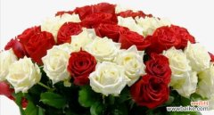 玫瑰花的意义和不同花色的解读 送玫瑰花的含义及象征