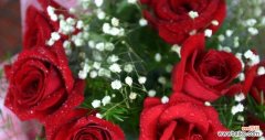 用玫瑰花表达爱意，花朵数有何深意？ 玫瑰花朵数的含义