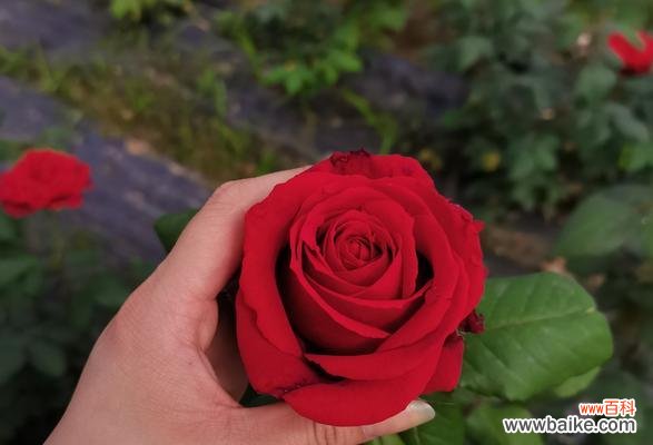 揭秘送玫瑰花数量的隐藏含义 玫瑰花数量与意义