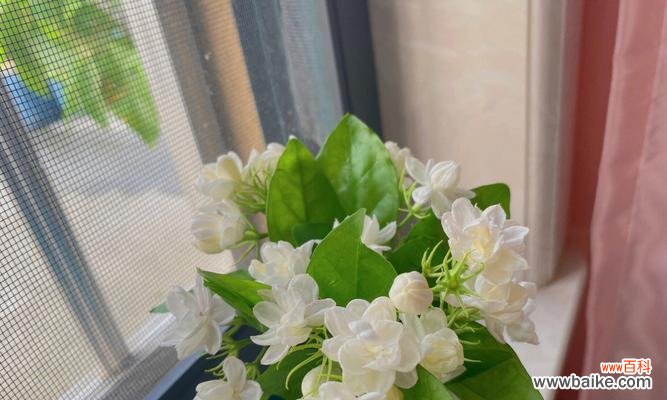 茉莉花的花语与送花文化 送茉莉花的含义与象征