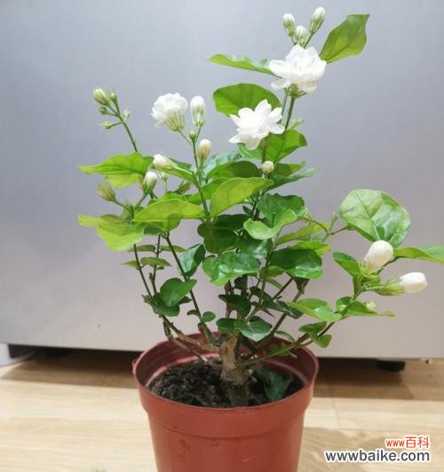 茉莉花的花语与送花文化 送茉莉花的含义与象征