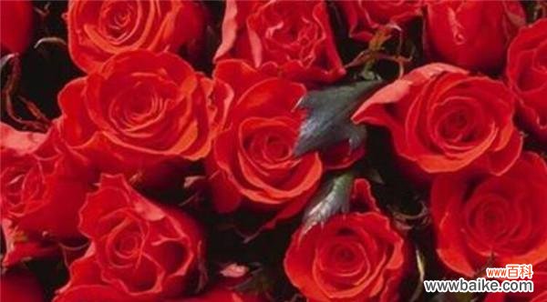 解读玫瑰花数量与情感的奇妙联系 玫瑰花数量所代表的含义