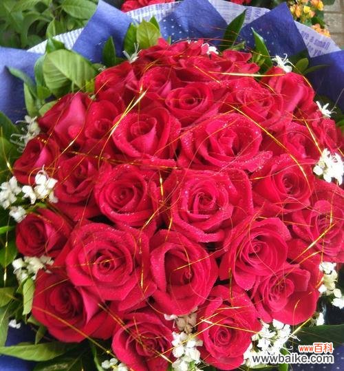 解读玫瑰花数量与情感的奇妙联系 玫瑰花数量所代表的含义