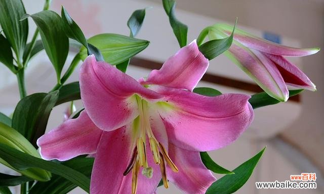 送女朋友百合花，传递爱情的美好与纯洁 百合花的寓意与象征意义