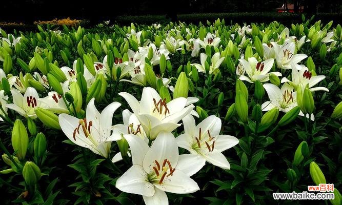 送女朋友百合花，传递爱情的美好与纯洁 百合花的寓意与象征意义