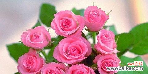 揭秘男性友谊之花，究竟该选哪种？ 友谊之花，送男生何以表达