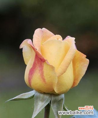 探究黄玫瑰作为礼物的隐含情感 黄玫瑰的象征意义