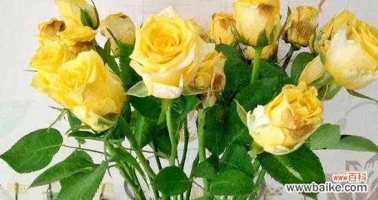 探究黄玫瑰作为礼物的隐含情感 黄玫瑰的象征意义