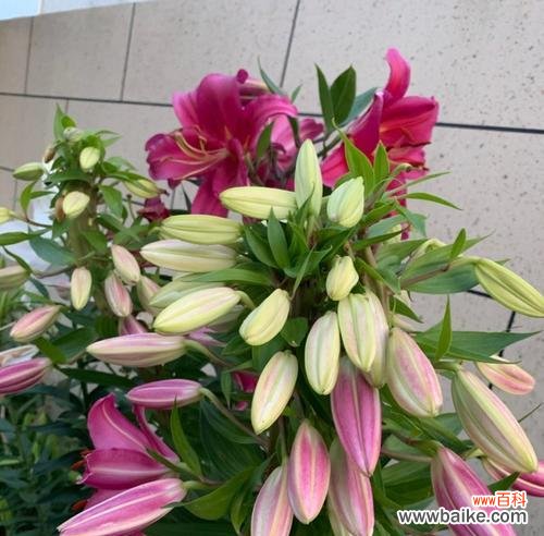 探寻百合花背后的情感寓意 送人百合花的深刻意义