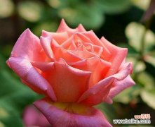 探索月季花的花语和情感表达 月季花花语