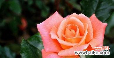 探索花朵背后的意义 月季花的花语和意义