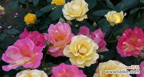 传递爱情与美丽的花朵 月季花的花语与含义