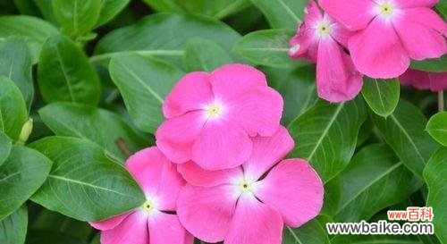 揭秘长春花的神秘语言 长春花花语之美——探索花语的深意