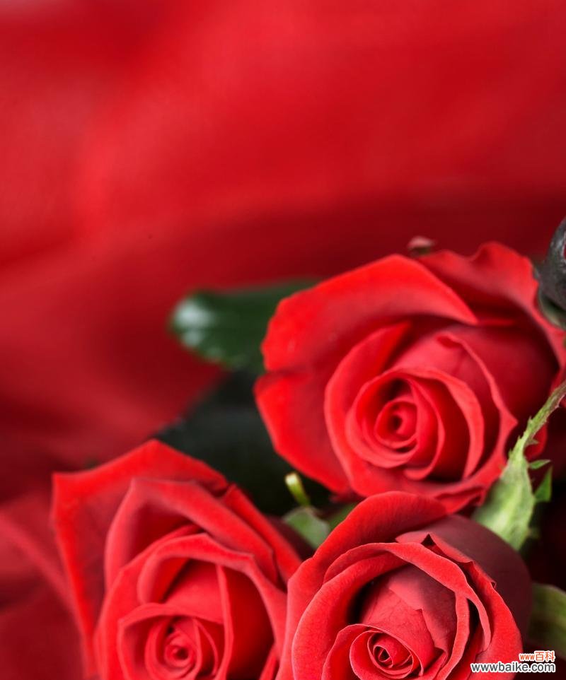 知性玫瑰的花语代表什么?