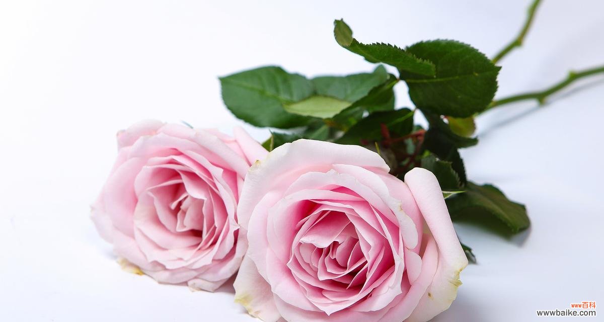 知性玫瑰的花语代表什么?