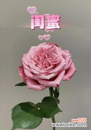 最美的闺蜜花语通常是什么？