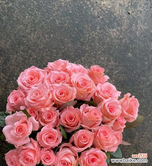 表达“我想见你”的花语是哪种花?