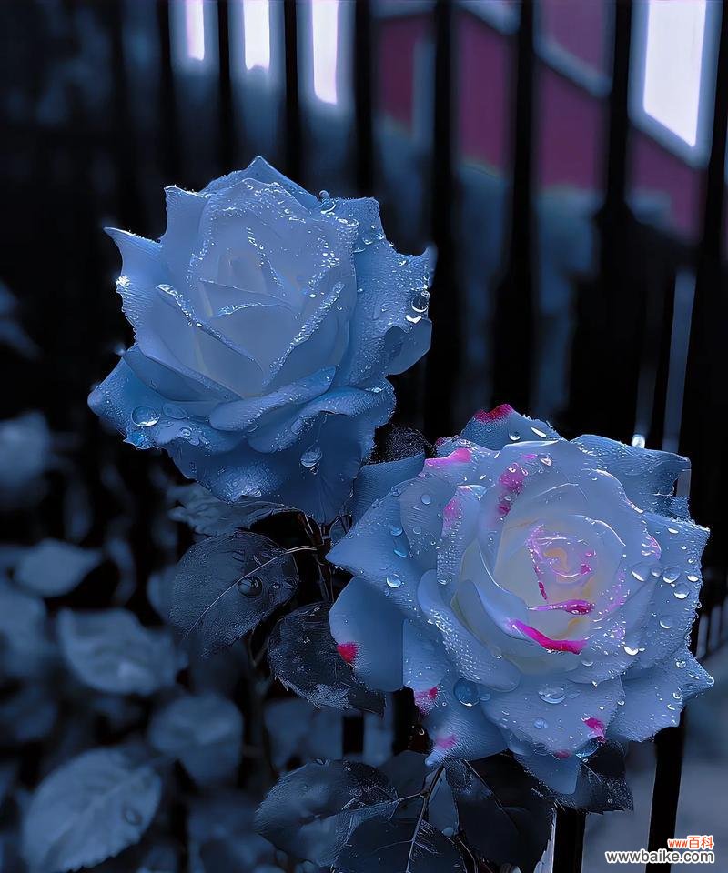 蓝色大束碎玫瑰花的花语是什么？