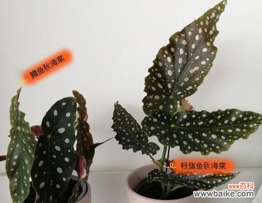 鳟鱼海棠花语有何特别之处？它象征着什么？