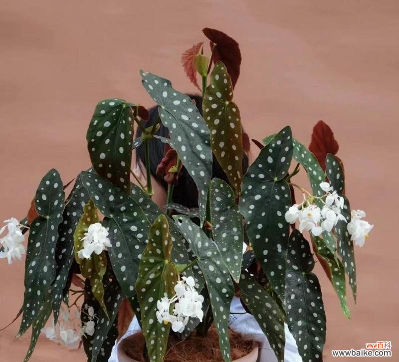 鳟鱼海棠花语有何特别之处？它象征着什么？