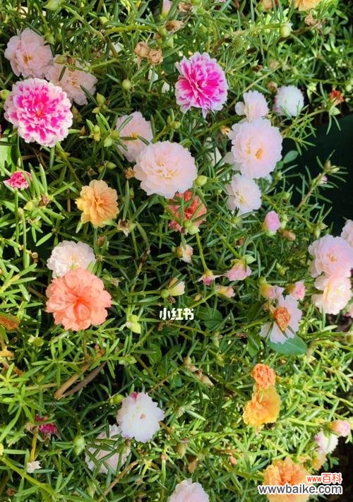 阳光般的希望，以太阳花的秘密 以太阳花的花语和象征意义