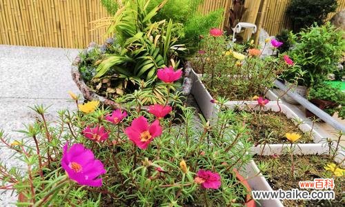 阳光般的希望，以太阳花的秘密 以太阳花的花语和象征意义