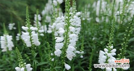 自由、包容与适应,悦享生活之道 随意草的花语与生活智慧