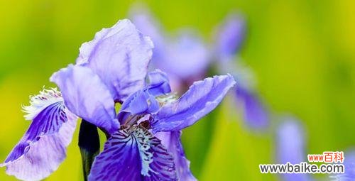 自由、包容与适应,悦享生活之道 随意草的花语与生活智慧