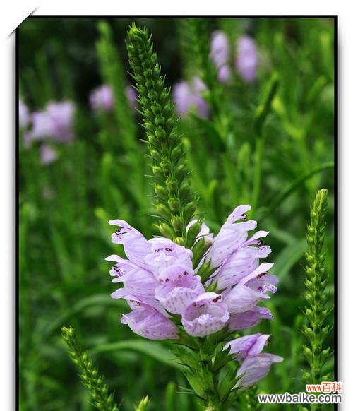 自由、包容与适应,悦享生活之道 随意草的花语与生活智慧