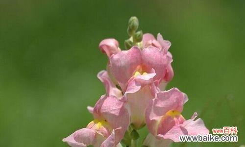 探秘随意草的花语,解读生活中的小惊喜 随意草的花语与意义