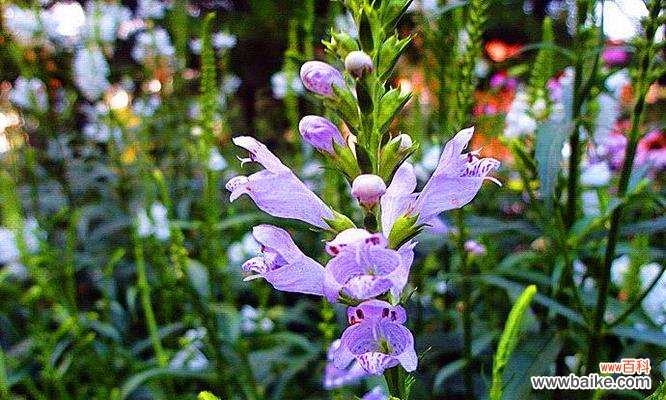 探秘随意草的花语,解读生活中的小惊喜 随意草的花语与意义