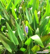 探索梭鱼草花语的意义和象征，感受自然之美与生命的希望 梭鱼草的花语