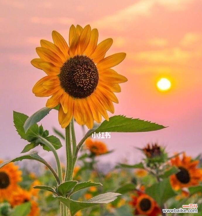 探寻以太阳花的花语,传递阳光和温暖 以太阳花