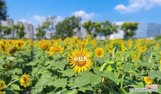 探寻以太阳花的花语,传递阳光和温暖 以太阳花