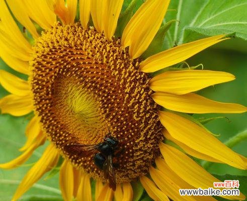 探寻以太阳花的花语,传递阳光和温暖 以太阳花