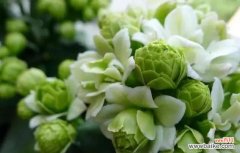 与时光共舞的青春永驻之花 长寿花花语