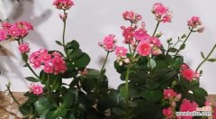 探索粉色长寿花所代表的情感与寓意 粉色长寿花的花语与意义